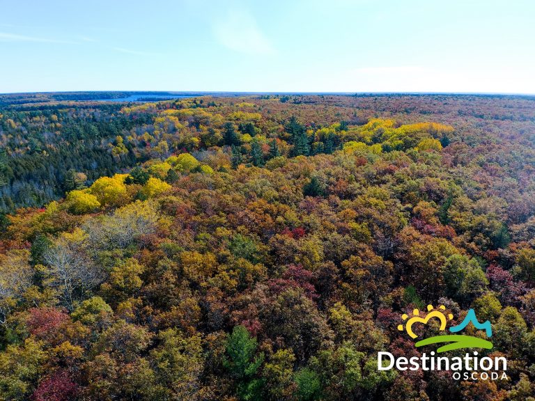 Home [www.oscodatownship.com]